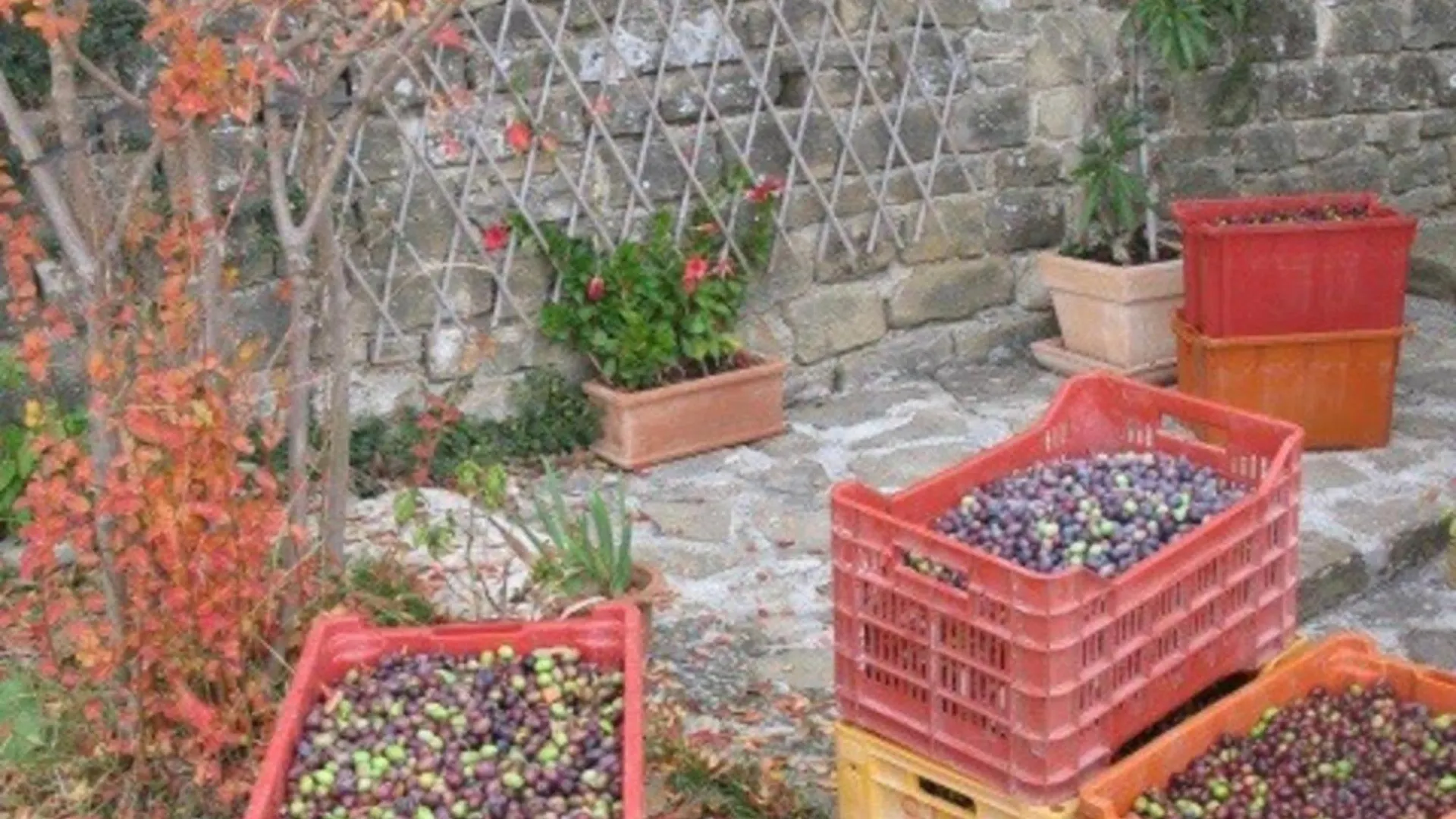Villa Bella Groznjan Holiday home